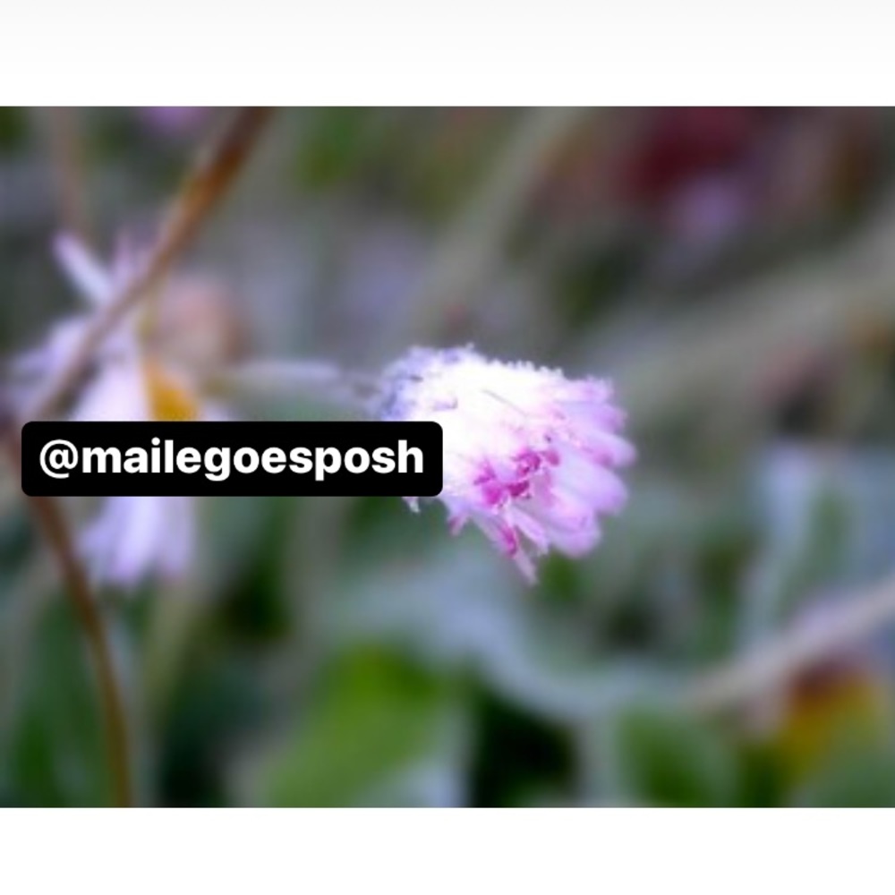 Art Photograph Print of frosted pink English daisy winter snow 8X10” cabin decor